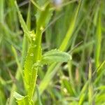 Thlaspi arvense Leaf