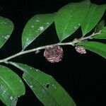 Neoptychocarpus apodanthus Froito