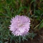 Dianthus plumarius Цветок