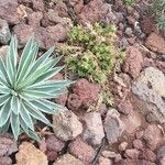 Agave vivipara 葉
