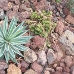 Agave vivipara Leaf