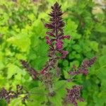 Stachys sylvaticaFlower