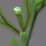 Hymenophyllum inaequale Kaarna