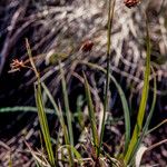 Carex magellanica Hedelmä