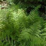 Athyrium filix-feminaBlad