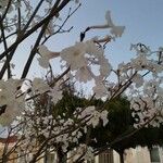 Tabebuia roseoalba Blomma