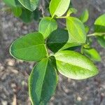 Jasminum odoratissimum Folha