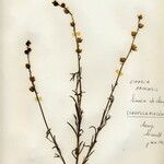 Linaria arvensis Fiore