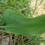 Tulipa raddii Blatt