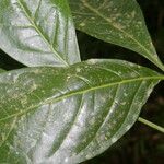 Angostura granulosa Hoja
