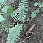 Polystichum acrostichoides Lapas