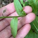 Myosotis macrosperma Leaf