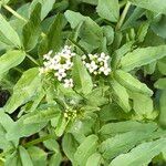 Nasturtium microphyllum ഇല