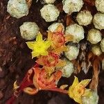 Saxifraga conifera ফল