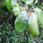 Elaeagnus pungens Leaf