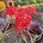 Lycoris radiata Blomst