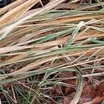 Agrostis gigantea Leaf