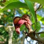 Magnolia kobus Fruto