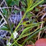 Thesium alpinum Leaf