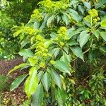 Trochodendron aralioides Blomst