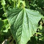 Chenopodium bonus-henricus Hoja