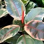 Ficus elastica Folha