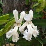 Oxera neriifolia Blüte
