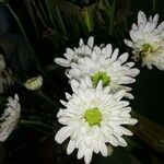 Chrysanthemum indicum 花