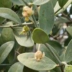 Simmondsia chinensis Foglia