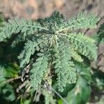 Descurainia millefolia 葉