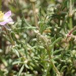 Spergularia bocconei Natur