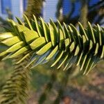 Araucaria araucana Blad