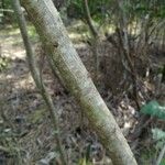 Acacia longifolia Kéreg