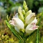 Chelone glabra Blüte