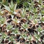 Deuterocohnia brevifolia Leaf