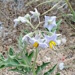 Solanum dimidiatum Virág