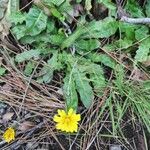 Leontodon tuberosus Hoja