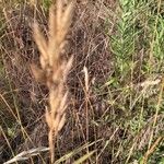 Bromus lanceolatus Blad