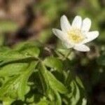 Anemone quinquefoliaFlower