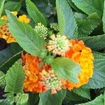 Lantana camaraKwiat