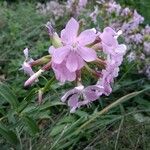 Saponaria officinalisFlower