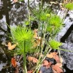 Cyperus haspan Feuille