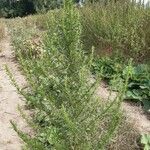 Artemisia biennis برگ