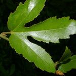 Passiflora vitifolia Leaf