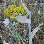 Thapsia garganica Flower