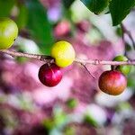 Flacourtia indica Frucht