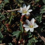 Lewisia pygmaea Хабит