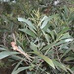 Acacia spirorbis Blad