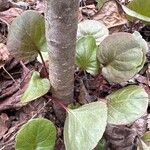 Pyrola asarifolia 葉