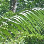 Oenocarpus bataua Leaf